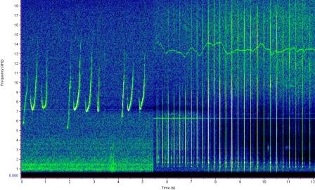 white-beaked dolphin spectrogram